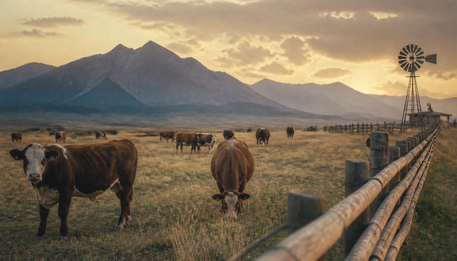 Cattle grazing on open western range with wood fence and mountains at sunset.