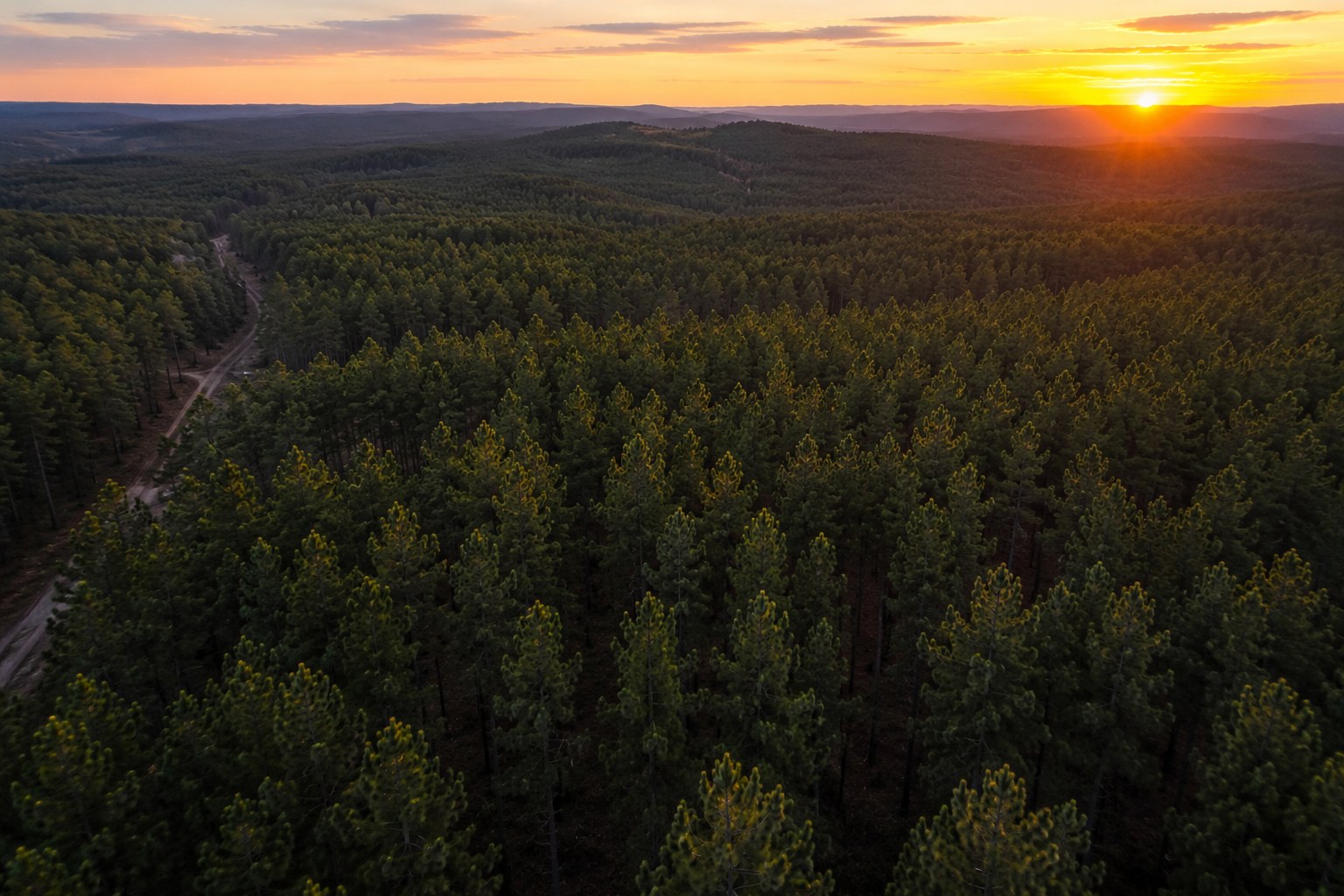Aerial view of mature pine timberland at golden hour, representing timberland investment as an inflation hedge.